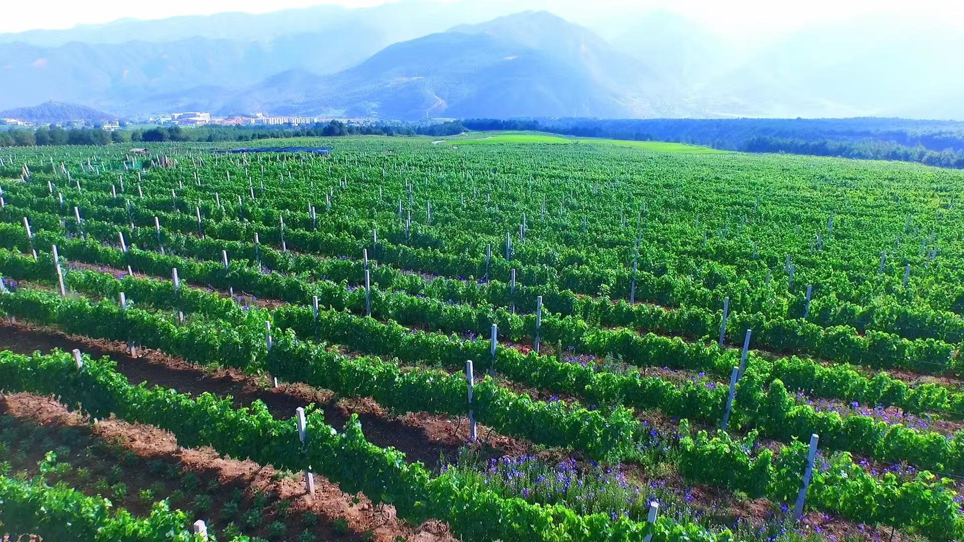 ANW Liquor Official Website